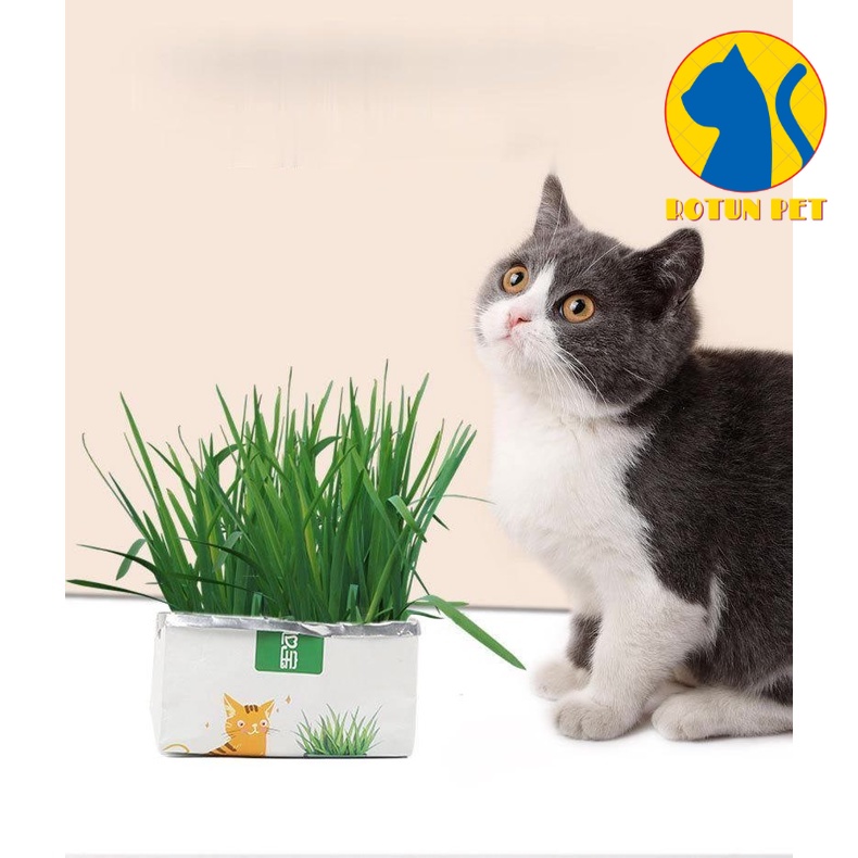 Bộ trồng cỏ tươi cho mèo không cần đất