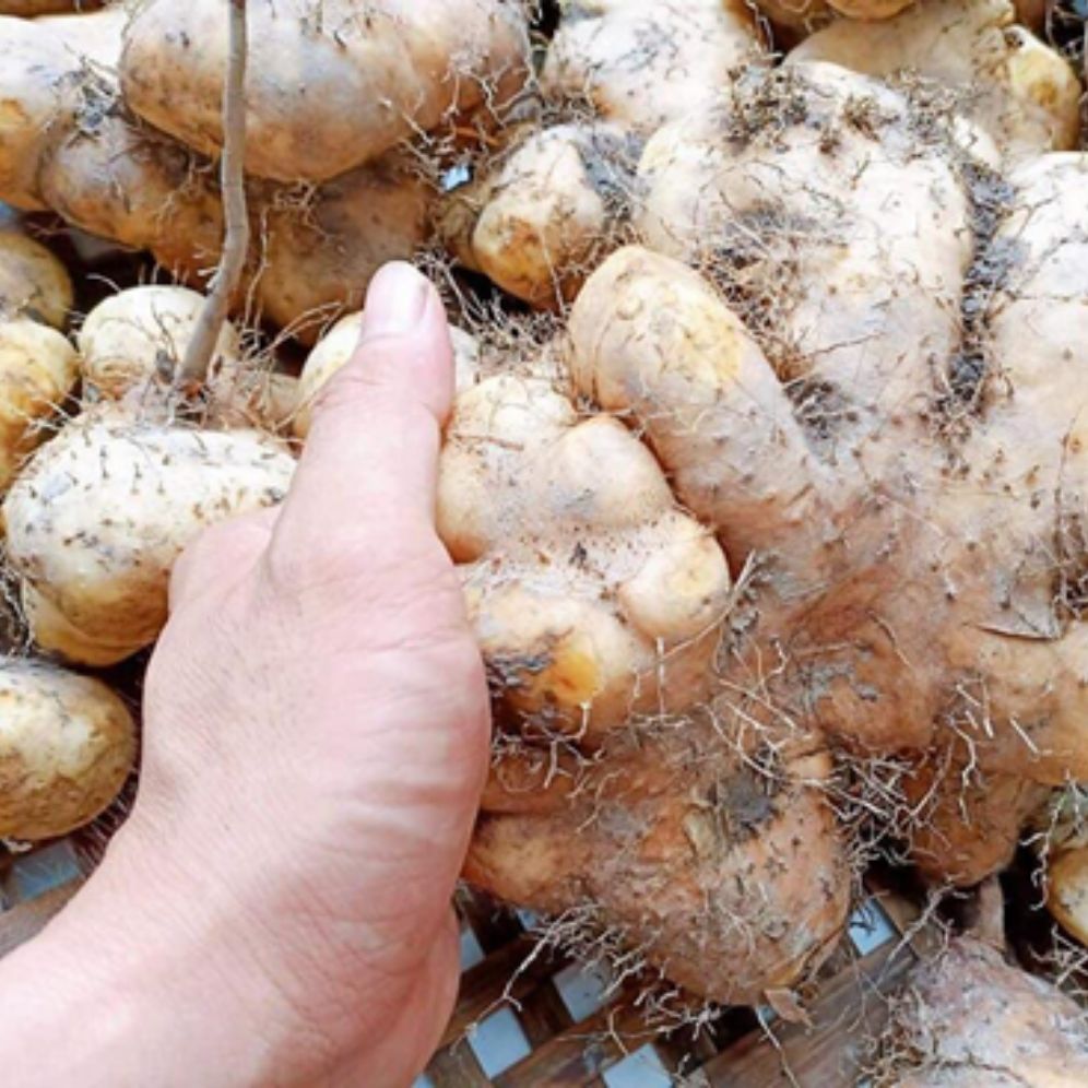 dây khoai từ cùi giống