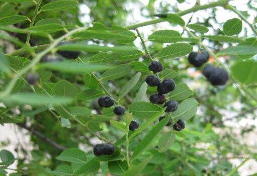 [Chỉ giao miền Nam 1-2 ngày tới] 1 kg cây Phèn Đen tươi, đóng gói hút ẩm, đảm bảo tươi nguyên (Cây Mực - Cây Mỗ - Tạo Phan Dệp - Diệp Hạ Châu Mạng - Chè Nộc)