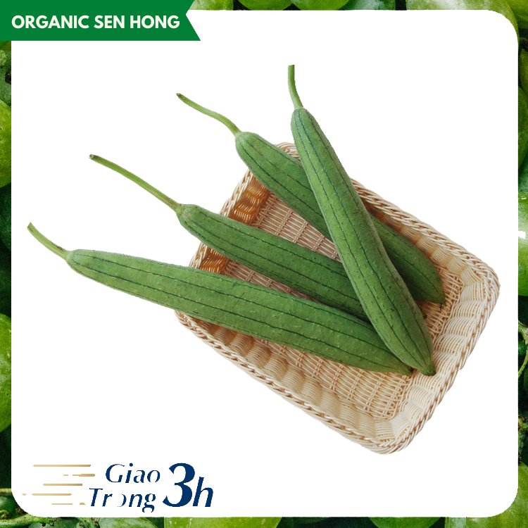 Mướp hương Sen Hồng (0,9-1,2kg)