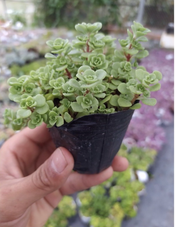 SEN ĐÁ SEDUM VẢY CÁ - ĐÀ LẠT - HƯ 1 ĐỔI 1