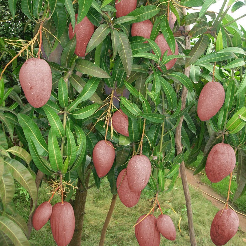 CÂY GIỐNG XOÀI ÚC SIÊU QUẢ- CAM KÊT GIỐNG CHUẨN F1