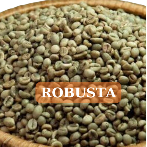 Cà phê hạt nhân sống chưa rang robusta 1kg /1 bịch