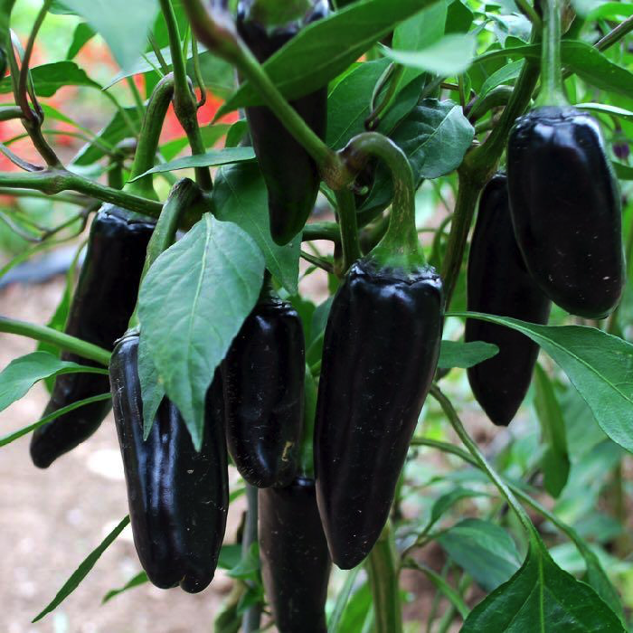Hạt giống ớt đen cay Black Hungari - tỷ lệ nảy mầm 90%