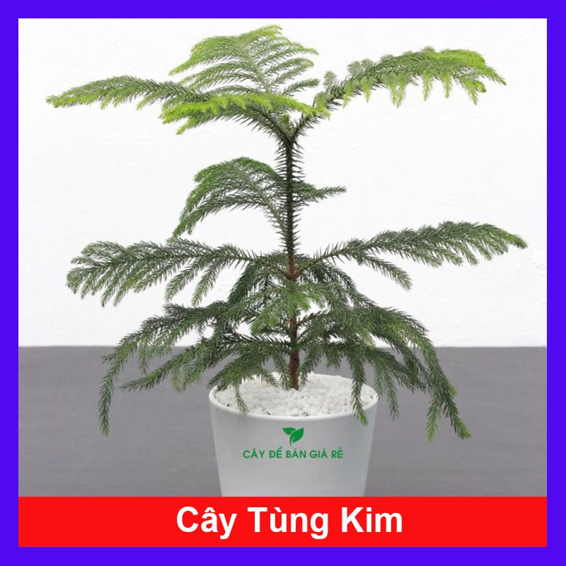 Cây Tùng Kim - cây cảnh mini - cây cảnh để bàn - caykiengsadec