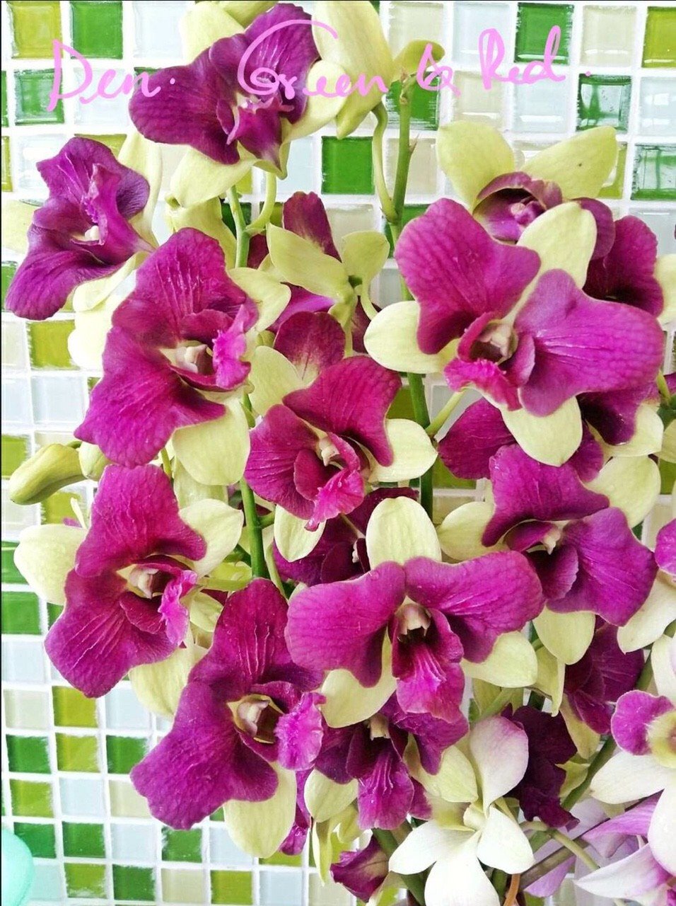 3 cánh hồng 3 cánh xanh cây giống