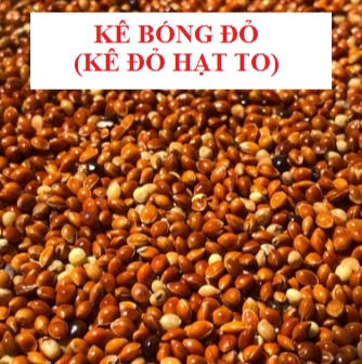 500G HẠT KÊ BÓNG ĐỎ (KÊ ĐỎ HẠT TO) CHO CHIM CẢNH, LB, COCKATEIL, YẾN PHỤNG