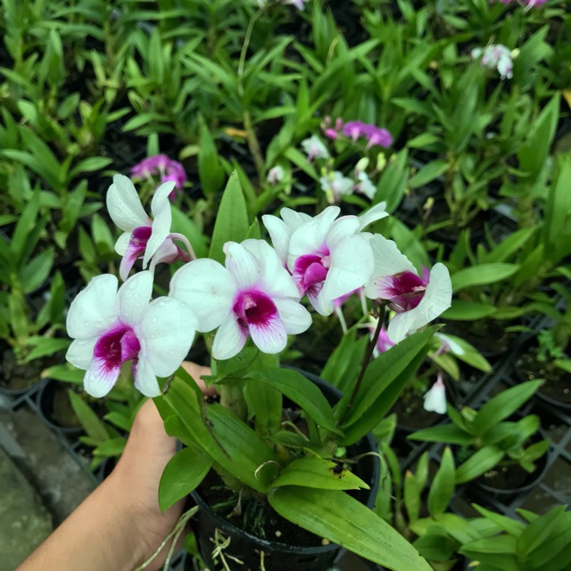 Lan dendro mini thái lan - cây đẹp to khỏe, hoa thơm bền hoa