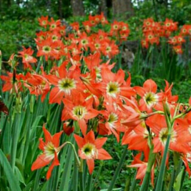 Cây huệ lan cam .10cây