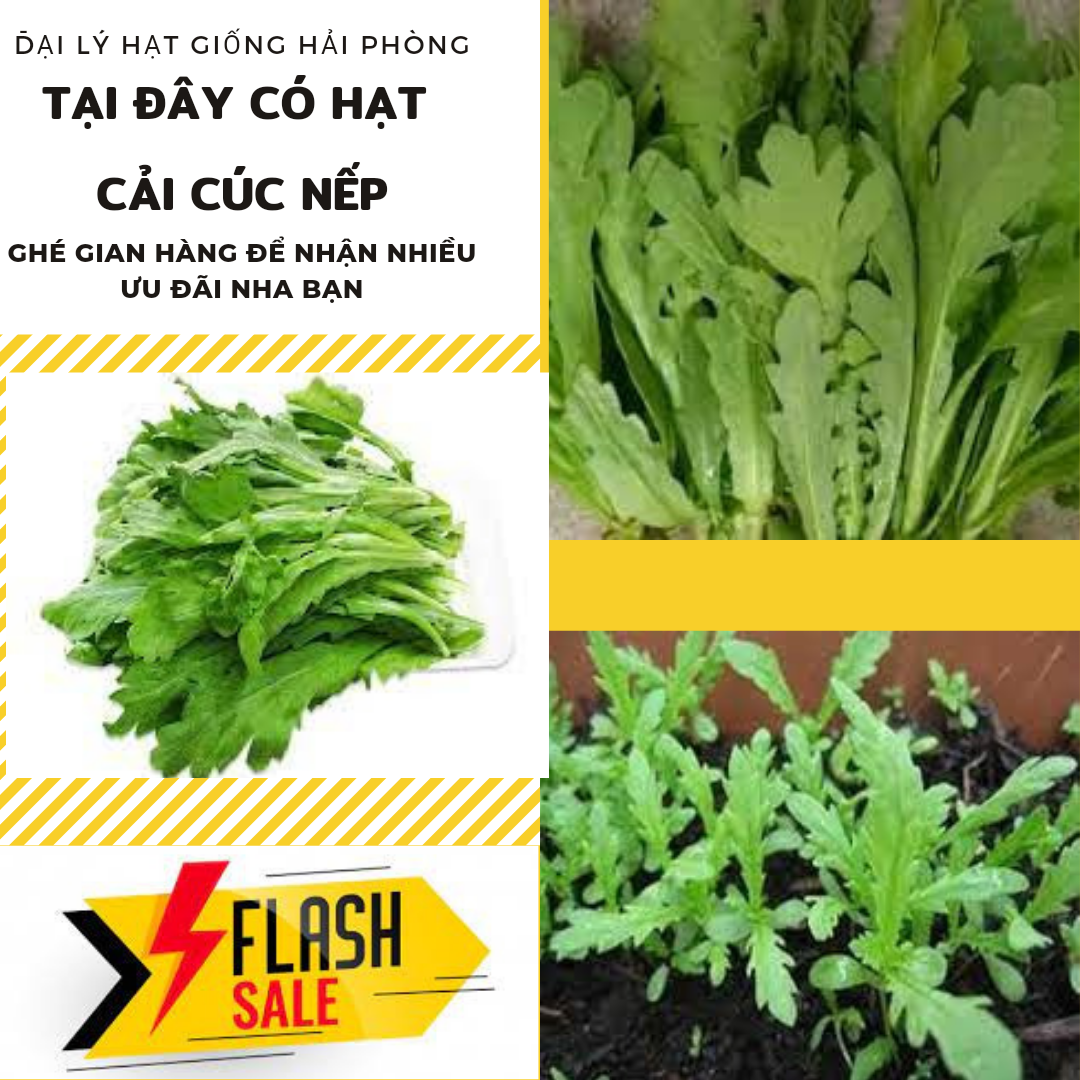 ⚡ hạt giống rau ⚡ gói 20 gram hạt giống rau cải cúc nếp