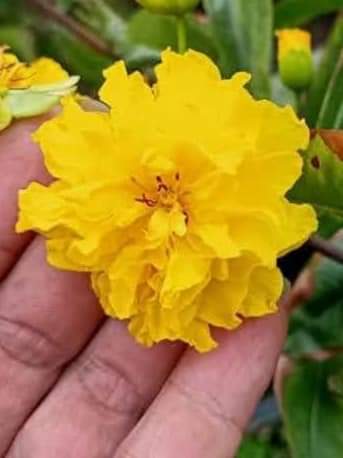 Mai Cúc Vạn Thọ Mini