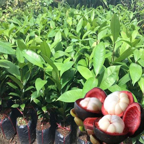 Cây MĂNG CỤT, cây măng cụt cấy mô cho quả sớm