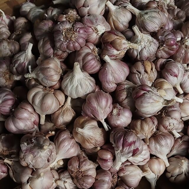 1kg tỏi nhánh việt nam cắt cuống