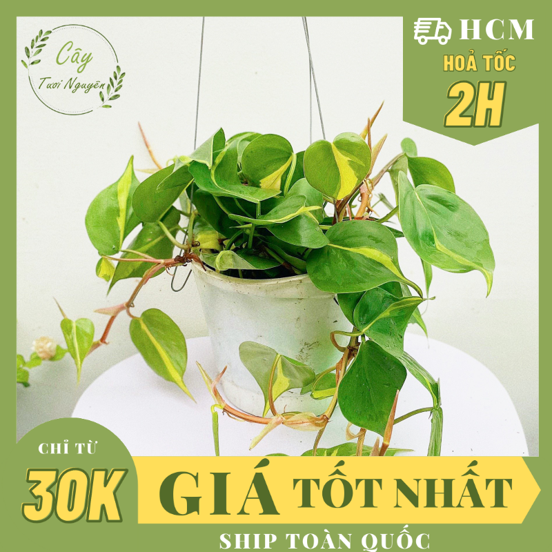 Cây trầu bà brasil chậu treo lớn ,, cây cảnh trong nhà, kiểng lá mini để bàn đẹp, giá rẻ, cây tươi nguyên