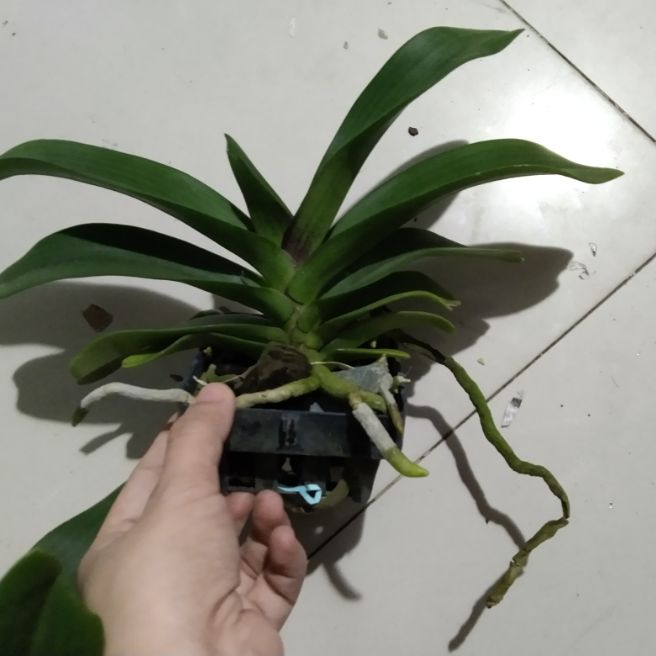 Đai Châu, Ngọc điểm, Nghinh xuân đang nụ hoa tết