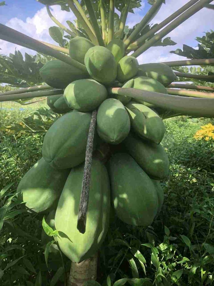 Hạt giống đu đủ lùn hàng Thái Lan siêu trái,tặng ngay gói kích mầm và phân kèm hướng dẫn khi mua sản phẩm đu đủ lùn Thái Lan