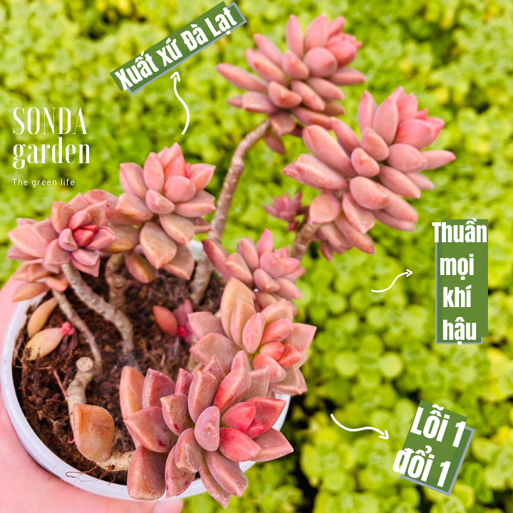 Sen đá đá nâu bụi cổ thụ size trung bình khỏe đẹp lỗi 1 đổi 1