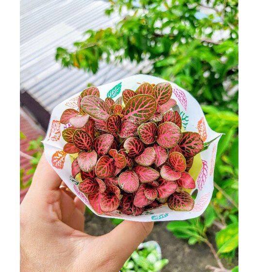 Cây cẩm nhung , lá cỏ may mắn màu đỏ