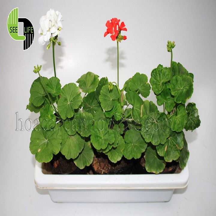 Cây hoa phong lữ thảo - cây đang nụ chuẩn màu hoa