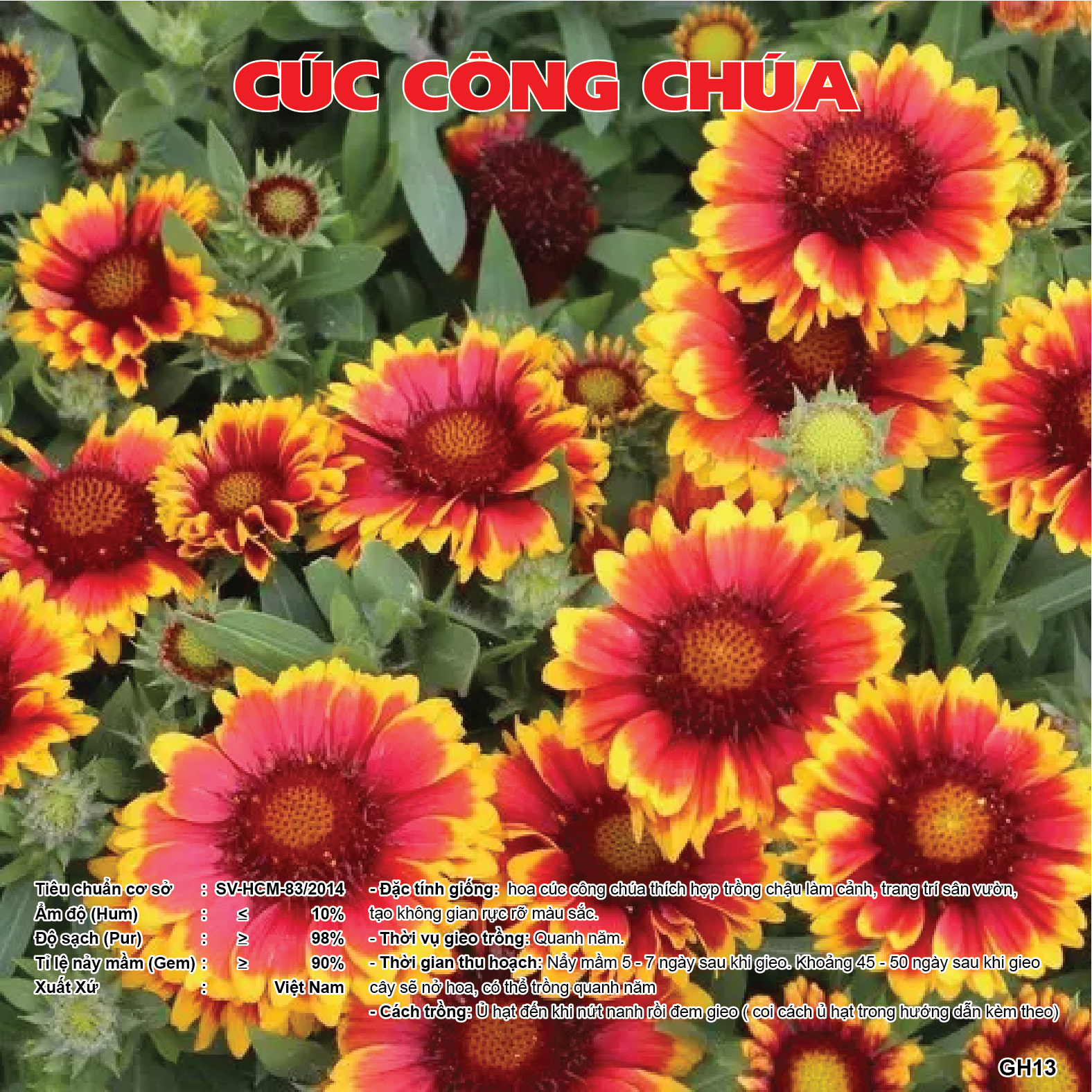 Hạt giống hoa cúc công chúa GH013, nhiều bông hoa màu đẹp, dễ trồng, dễ chăm sóc, cây khoẻ, năng suất cao