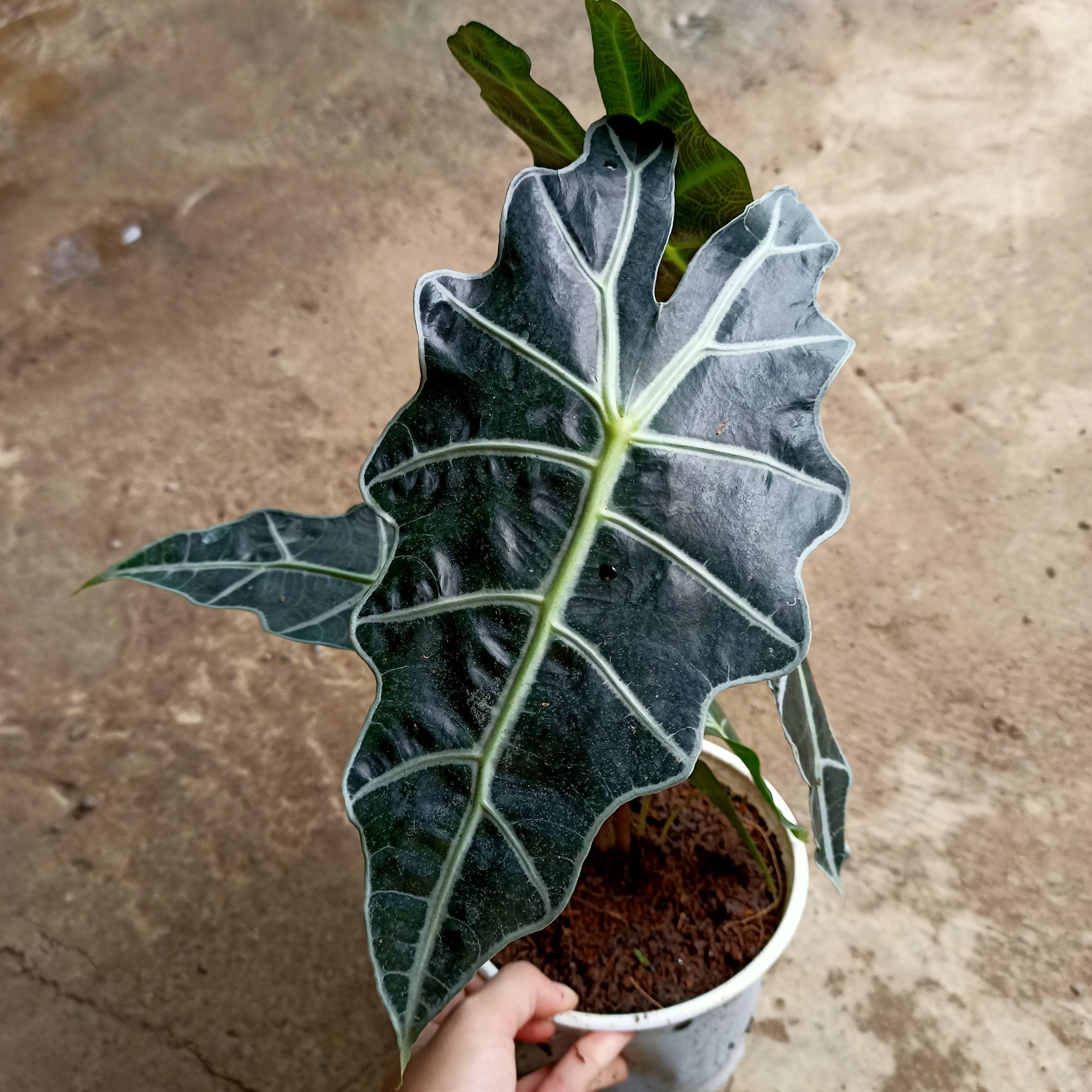 Chậu cây Alocasia Polly - môn quan âm