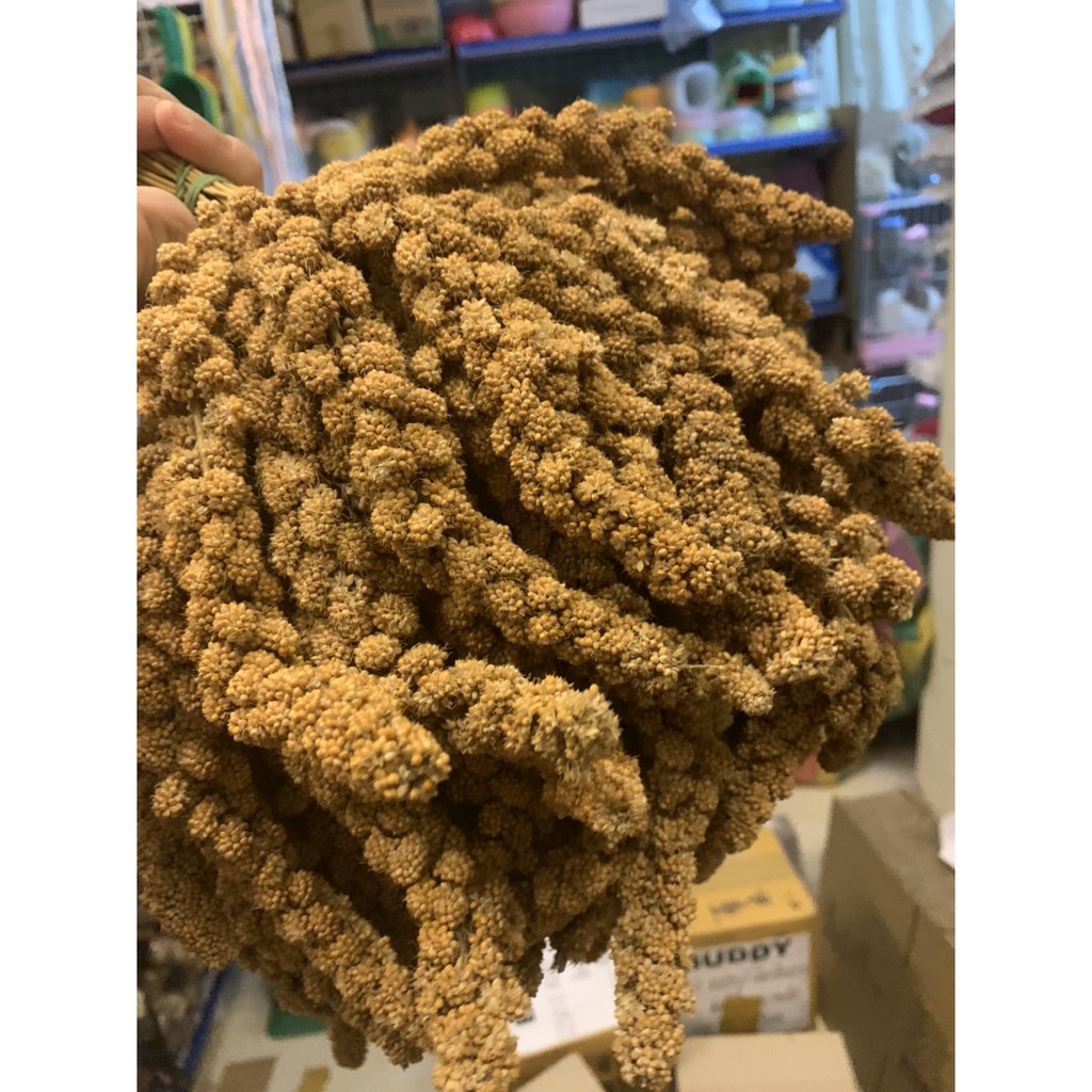 kê chùm - kê sợi cho hamster - chim 1kg