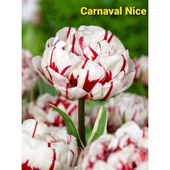 Củ giống hoa Tulip đơn - Hà Lan