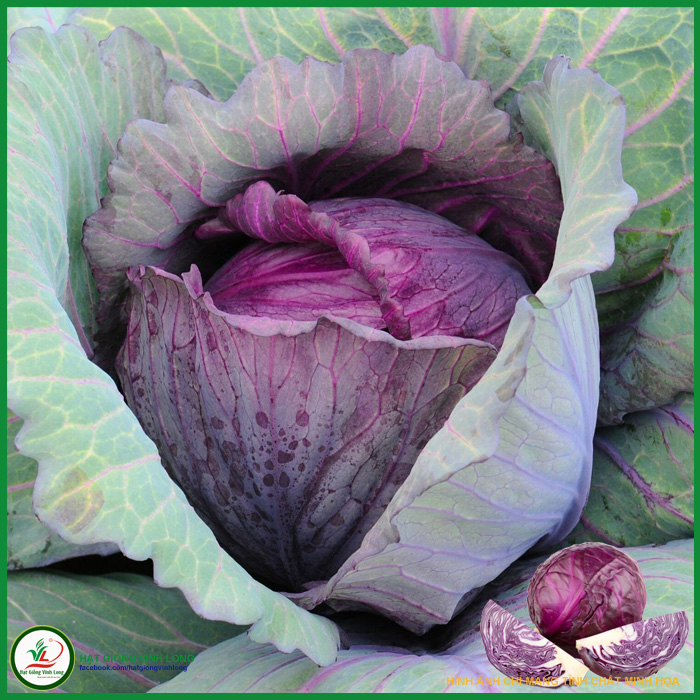 Hạt giống Bắp cải tím TN 198 - 1g, hiệu Trang Nông chất lượng, nảy mầm cao