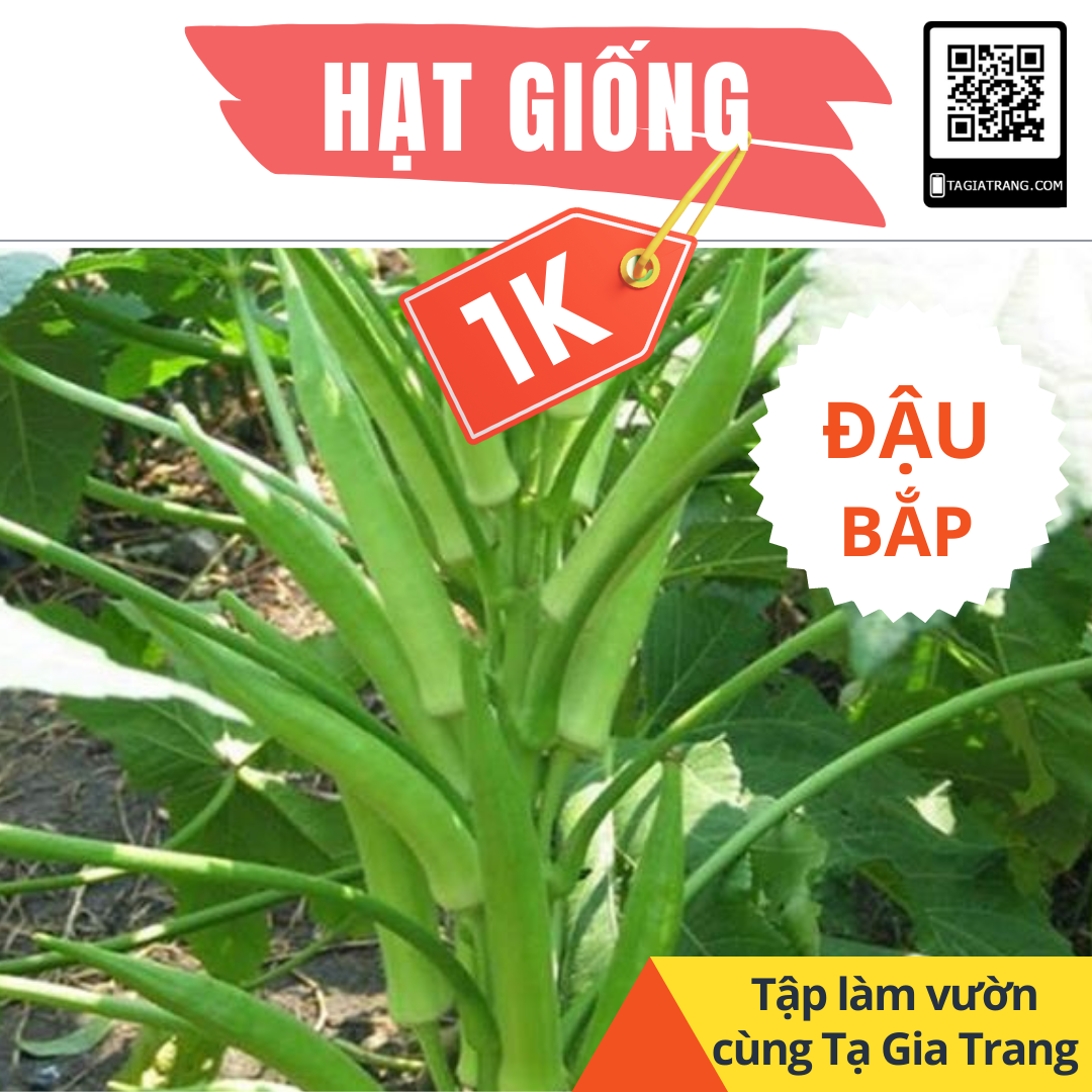 DEAL 1K - 5 Hạt giống đậu bắp xanh cao sản - Tập làm vườn cùng Tạ Gia Trang