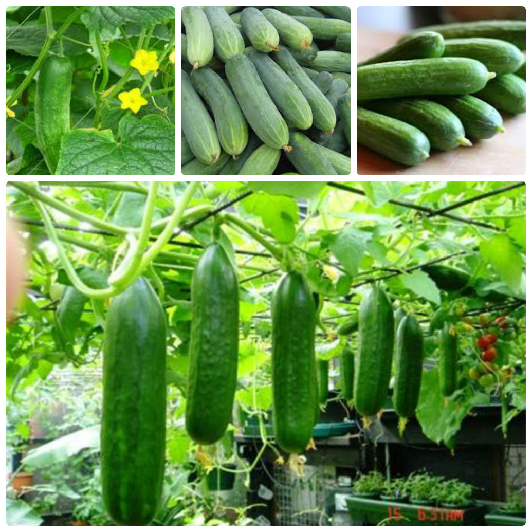 0.5 gram Hạt giống Dưa chuột nếp ta Tặng Kèm Kích Mầm