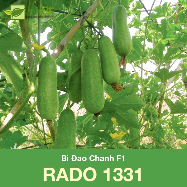 Hạt Giống Bí Đao Chanh Lai F1 Dễ Trồng Siêu Trái Cao Sản