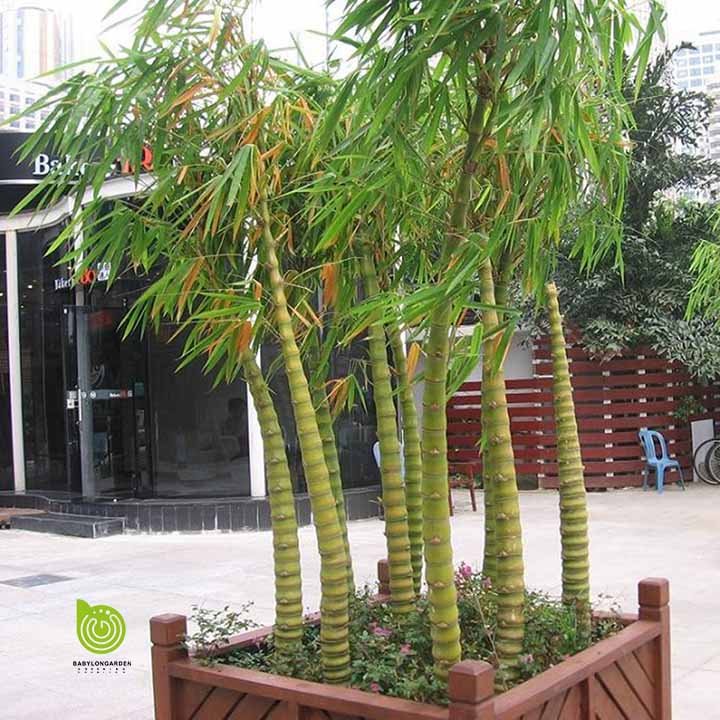 Cây trúc phật bà to đẹp