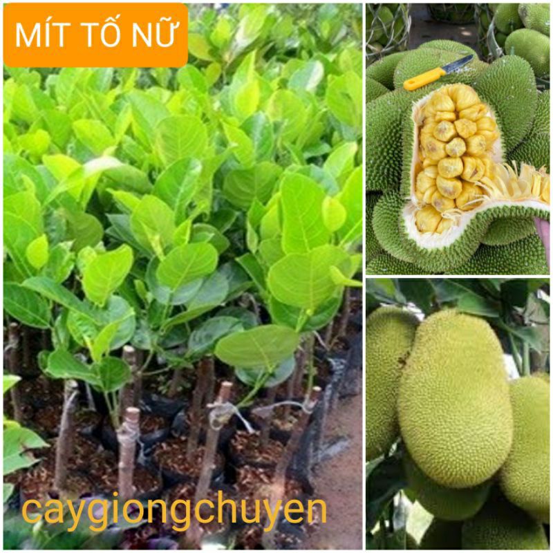 Cây giống mít tố nữ