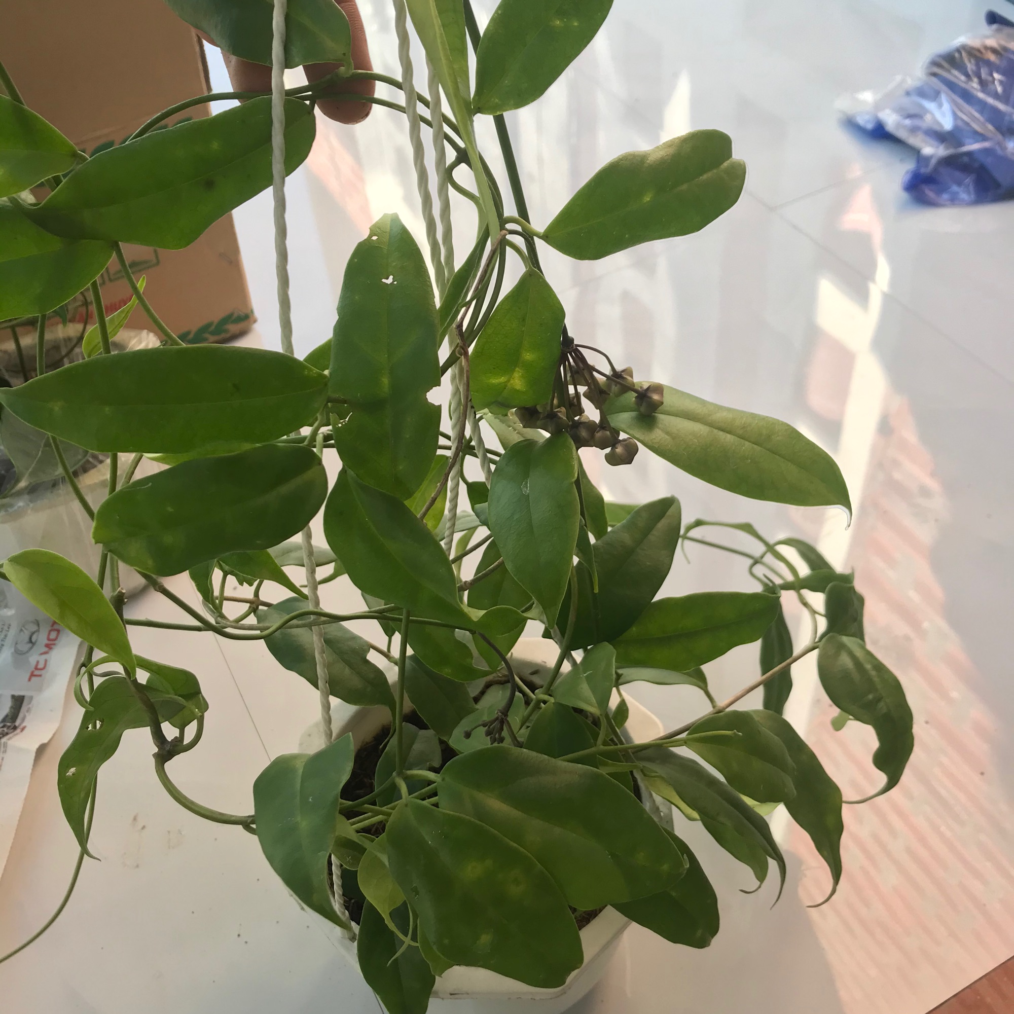 Hoya buotii ( cẩm cù sao biển) đang hoa