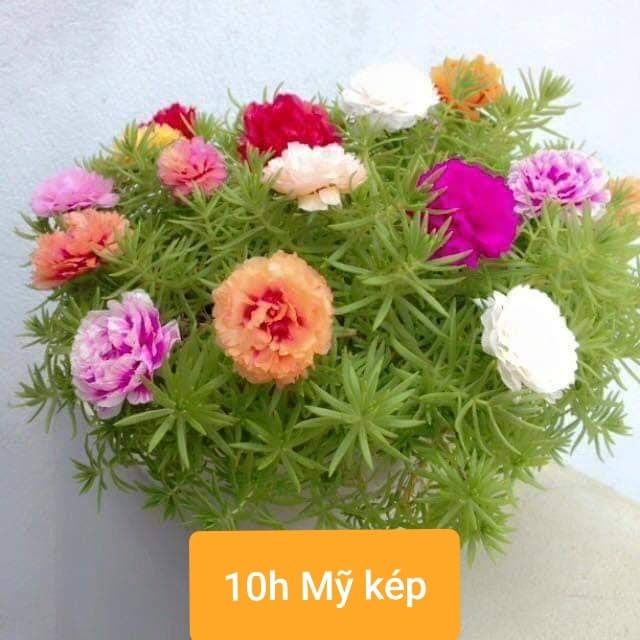 Hạt giống hoa mười giờ