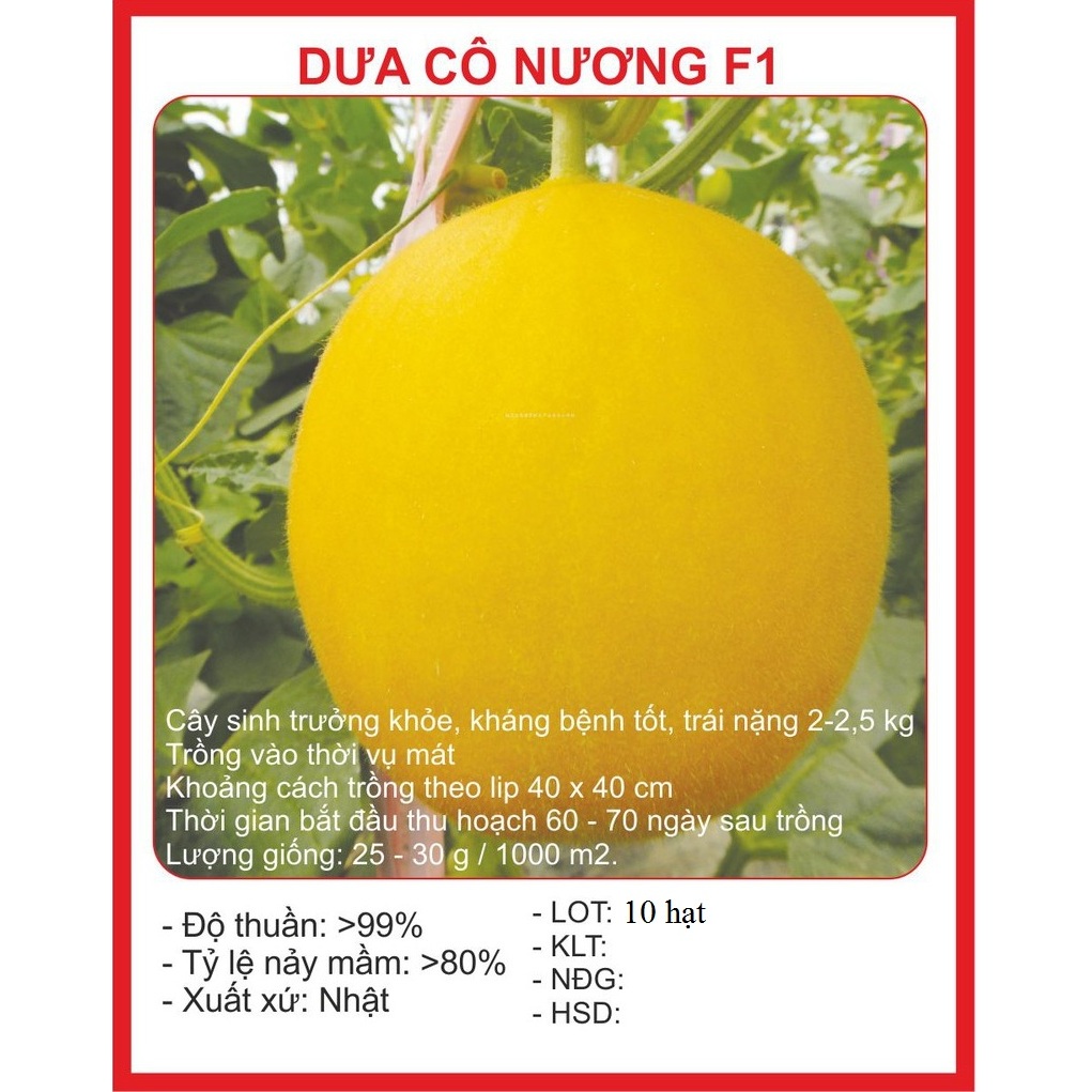 Hạt giống dưa kim cô nương dể trồng