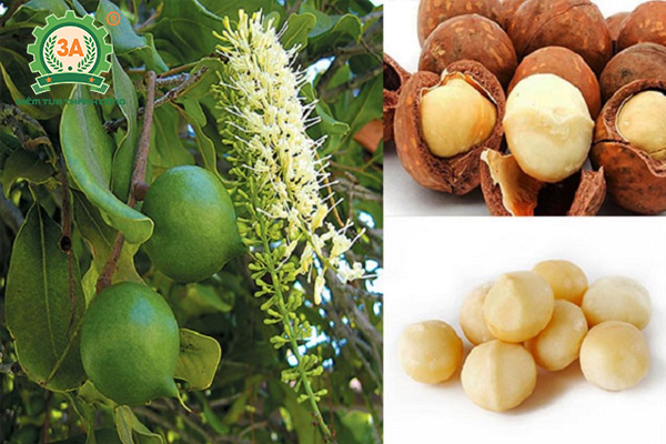 cây giống mắc ca hàng gieo hạt