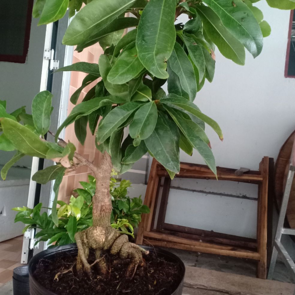 Mai Giảo Siêu nụ, đế cực đẹp, cành tược mạnh, bông từ 10-18 cánh