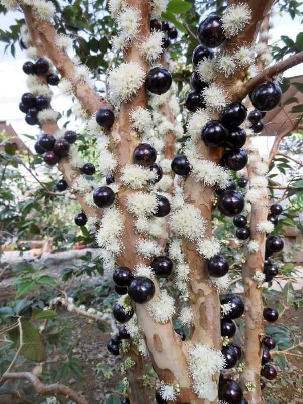 CÂY GIỐNG NHO THÂN GỖ ( CHO QUẢ QUANH NĂM - HƠN HAI NĂM TUỔI ) TRỒNG CHẬU HOẶC TRỒNG ĐẤT ĐỀU CHO QUẢ QUANH NĂM