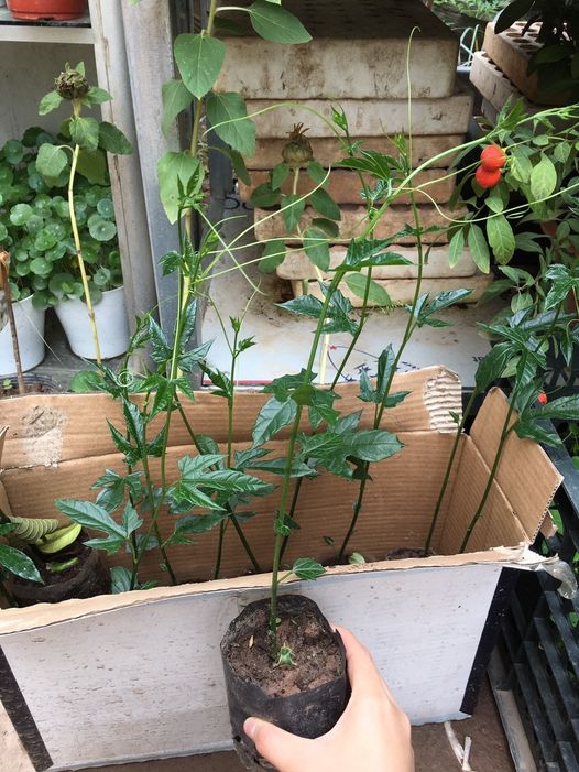 Cây gấc nếp trong bầu chuẩn giống - Tặng kèm quà tặng đặc biệt