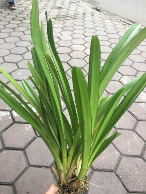 Chậu Lan kiếm lô hội, đã thuần, siêu lùn hoa đẹp giá rẻ