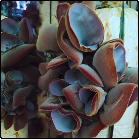 Phôi giống nấm mèo (nấm mộc nhĩ) - (01 kiện 6 bịch nấm)