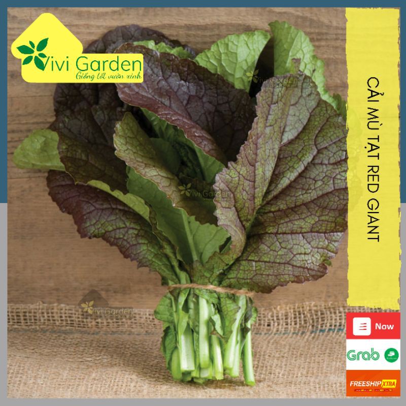 [HCM]Hũ 300 Hạt Cải Mù Tạt Red Giant Hữu Cơ - Cải Bẹ Xanh Tím Nhập Mỹ Chịu Nhiệt Trồng Hè Tốt