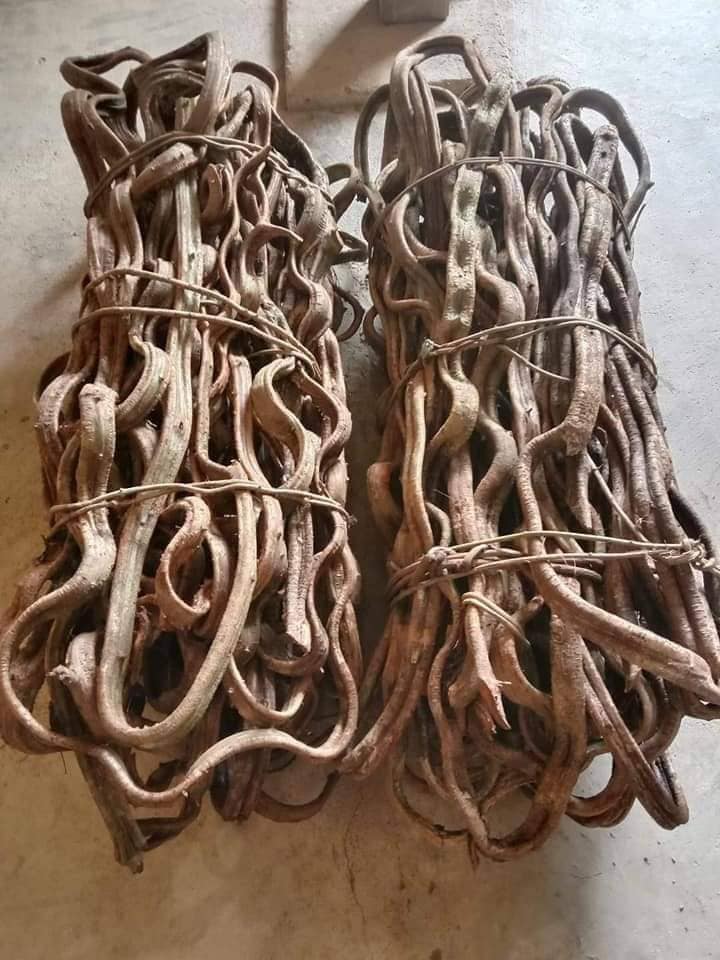 Dây rừng trang trí