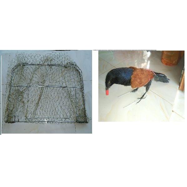 combo mẹt vuông và bịp giả