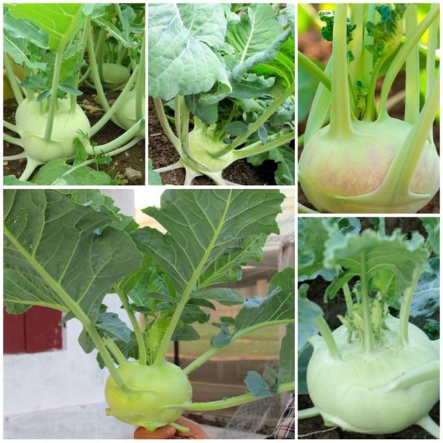 Hạt giống su hào xanh - 0.2 gr