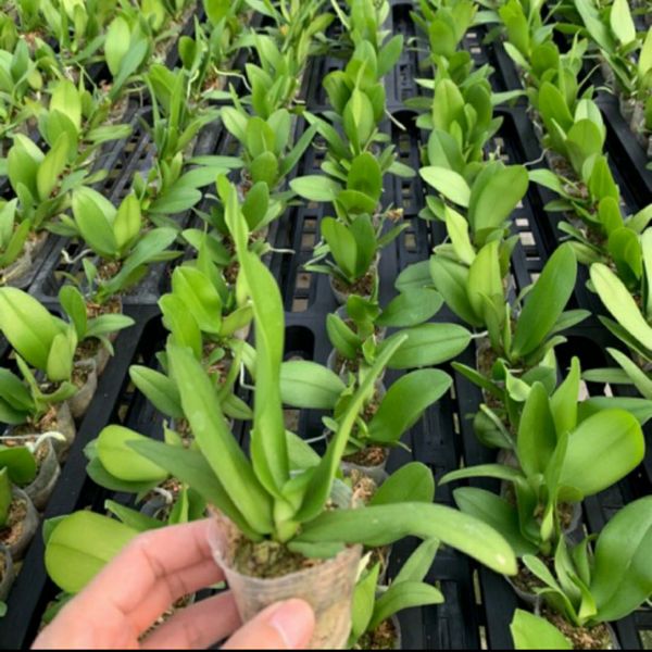 Combo 03 cây giống lan hồ điệp