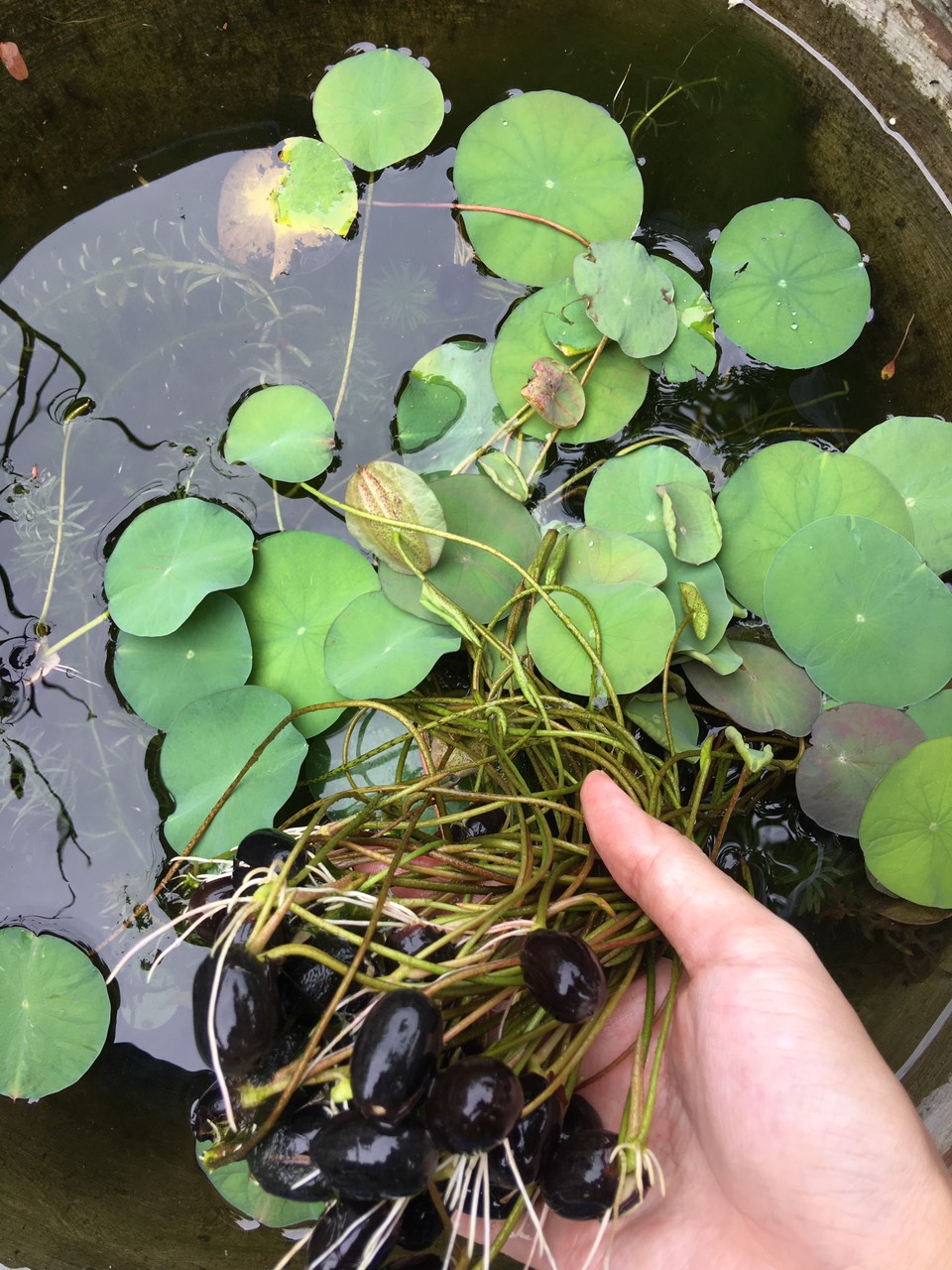 Cây giống sen mini Nhật trồng ổn định đã cho lá non