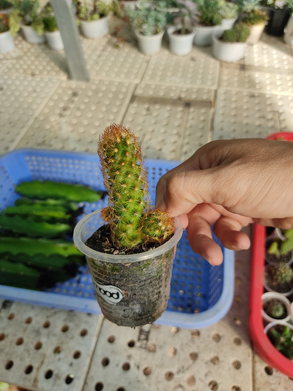 Xương rồng trụ thiên
