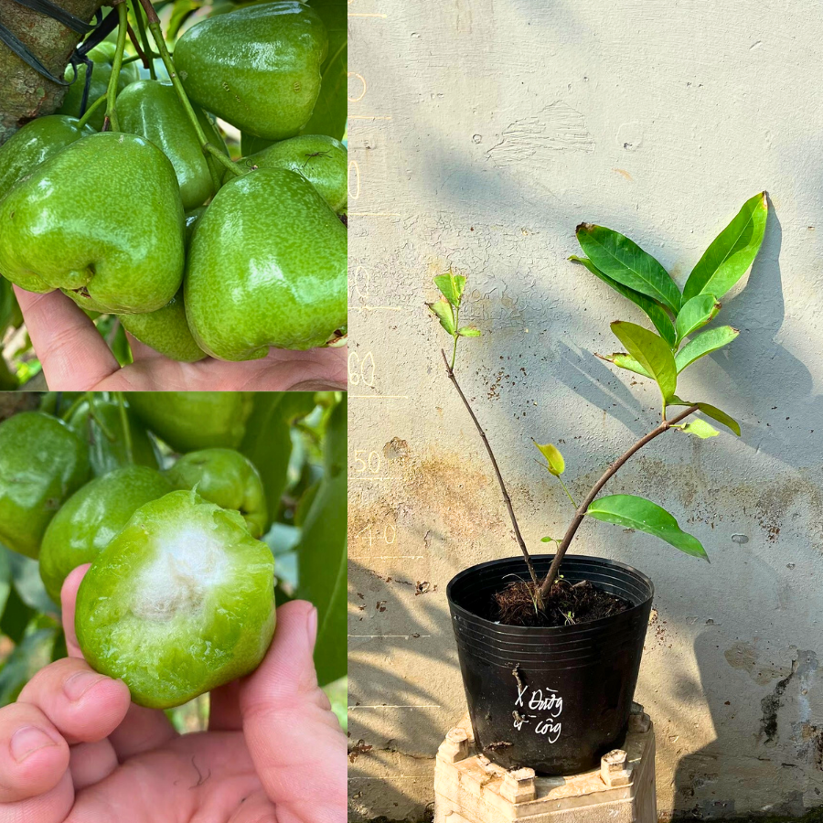 Cây mận xanh đường gò công